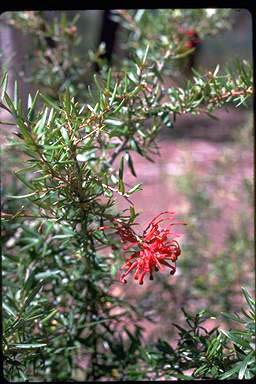 APII jpeg image of Grevillea 'Poorindah Constance'  © contact APII