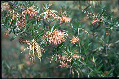 APII jpeg image of Grevillea 'Poorinda Leane'  © contact APII