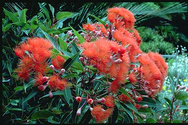 APII jpeg image of Corymbia ficifolia  © contact APII