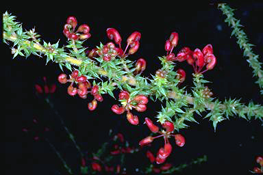 APII jpeg image of Grevillea asteriscosa  © contact APII