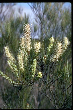 APII jpeg image of Grevillea pterosperma  © contact APII