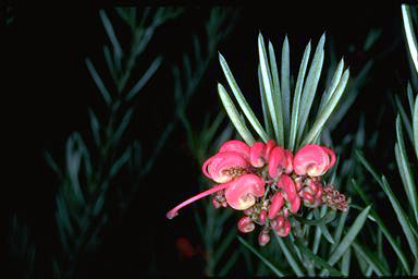 APII jpeg image of Grevillea rosmarinifolia  © contact APII