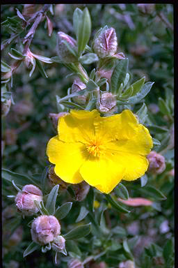 APII jpeg image of Hibbertia kaputarensis  © contact APII