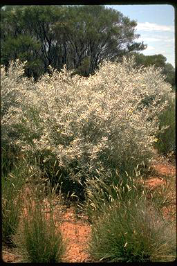 APII jpeg image of Ricinocarpos velutinus  © contact APII