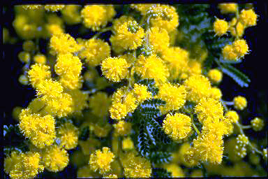 APII jpeg image of Acacia cardiophylla 'Gold Lace'  © contact APII