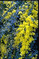 Acacia 'Kuranga Cascade' - click for larger image