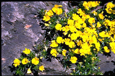 APII jpeg image of Pultenaea pedunculata 'Pyalong Gold'  © contact APII