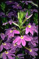 Scaevola 'New Blue' - click for bigger photo