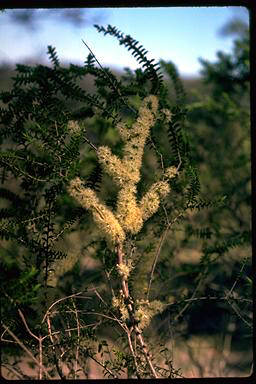 APII jpeg image of Melaleuca acuminata subsp. acuminata  © contact APII