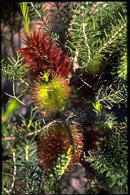 APII jpeg image of Melaleuca calothamnoides  © contact APII