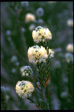 APII jpeg image of Melaleuca capitata  © contact APII