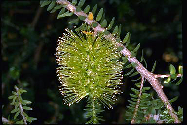 APII jpeg image of Melaleuca diosmifolia  © contact APII