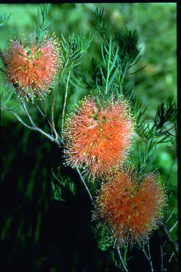 APII jpeg image of Melaleuca fulgens subsp. fulgens  © contact APII