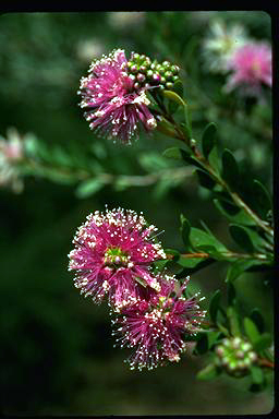 APII jpeg image of Melaleuca nesophila  © contact APII