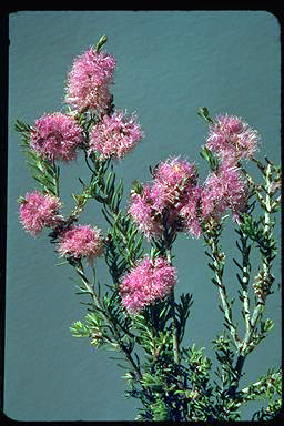 APII jpeg image of Melaleuca subfalcata  © contact APII