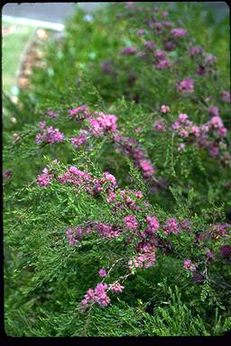 APII jpeg image of Melaleuca thymifolia  © contact APII