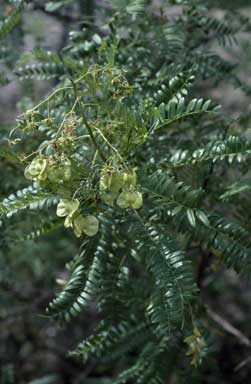 APII jpeg image of Dodonaea polyzyga  © contact APII