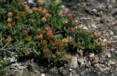 APII jpeg image of Dodonaea procumbens  © contact APII