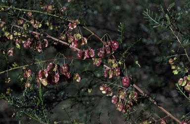 APII jpeg image of Dodonaea sinuolata  © contact APII