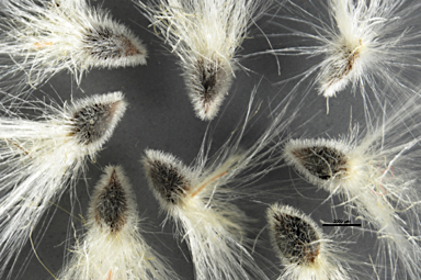 APII jpeg image of Isopogon latifolius  © contact APII