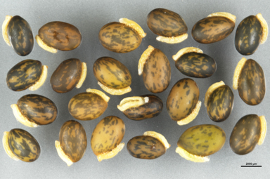 APII jpeg image of Hovea heterophylla  © contact APII