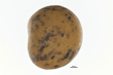 APII jpeg image of Lotus australis  © contact APII