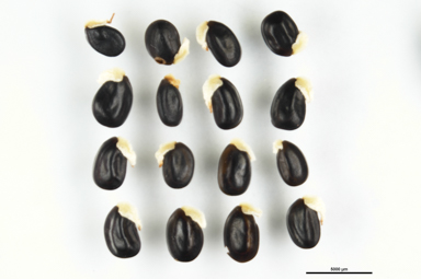 APII jpeg image of Acacia dealbata  © contact APII