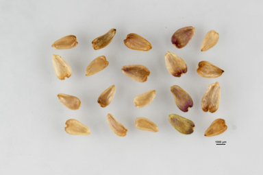 APII jpeg image of Brachyscome obovata  © contact APII