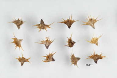 APII jpeg image of Calotis erinacea  © contact APII