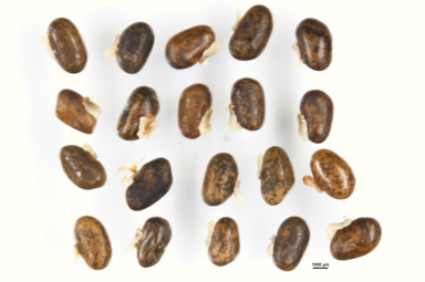 APII jpeg image of Kennedia prorepens  © contact APII