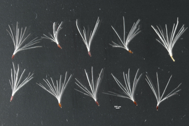 APII jpeg image of Pluchea dunlopii  © contact APII