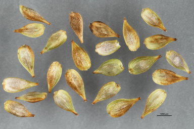 APII jpeg image of Carex capillacea  © contact APII