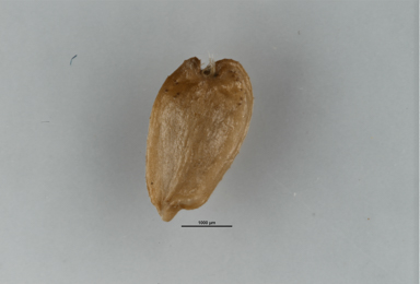 APII jpeg image of Brachyscome obovata  © contact APII