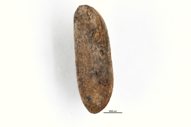 APII jpeg image of Grevillea macleayana  © contact APII