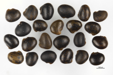 APII jpeg image of Oxylobium cordifolium  © contact APII