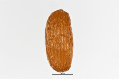 APII jpeg image of Kunzea parvifolia  © contact APII