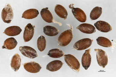 APII jpeg image of Luzula australasica subsp. dura  © contact APII