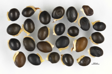 APII jpeg image of Hovea montana  © contact APII