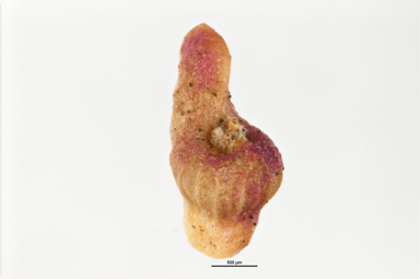 APII jpeg image of Osteocarpum acropterum var. deminutum  © contact APII