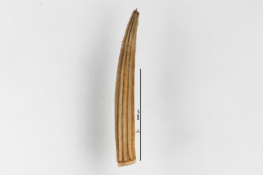 APII jpeg image of Microseris lanceolata  © contact APII