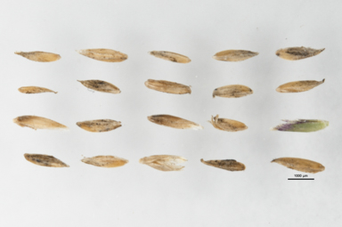 APII jpeg image of Poa sieberiana var. sieberiana  © contact APII