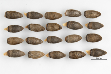 APII jpeg image of Grevillea australis  © contact APII