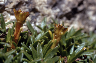 APII jpeg image of Abrotanella nivigena  © contact APII