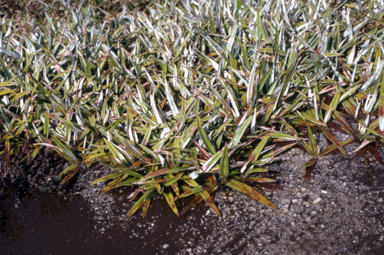 APII jpeg image of Astelia alpina  © contact APII