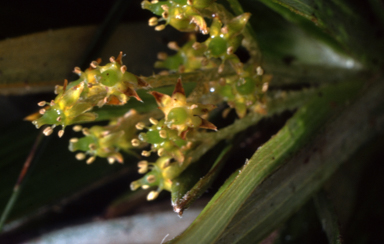 APII jpeg image of Astelia alpina  © contact APII