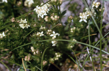 APII jpeg image of Asperula gunnii  © contact APII