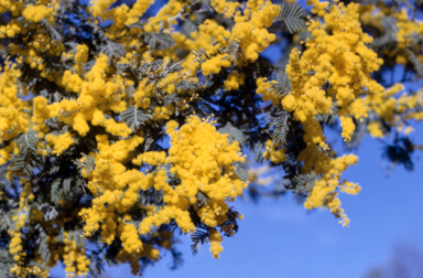 APII jpeg image of Acacia dealbata  © contact APII
