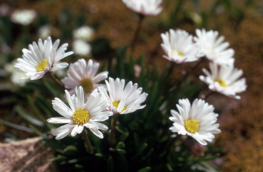 APII jpeg image of Brachyscome obovata  © contact APII