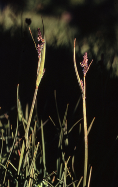 APII jpeg image of Carex gaudichaudiana  © contact APII