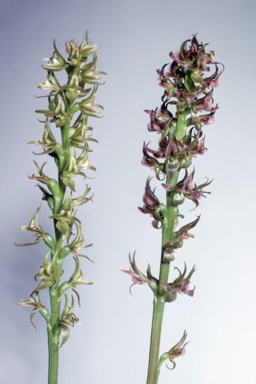 APII jpeg image of Prasophyllum frenchii  © contact APII